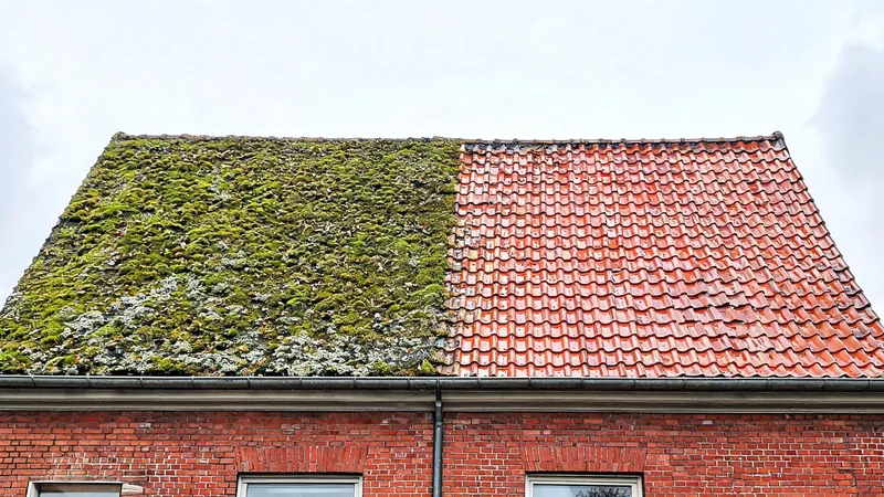 Symbolbild: Ziegeldach, links noch bemoost, rechts frisch gereinigt